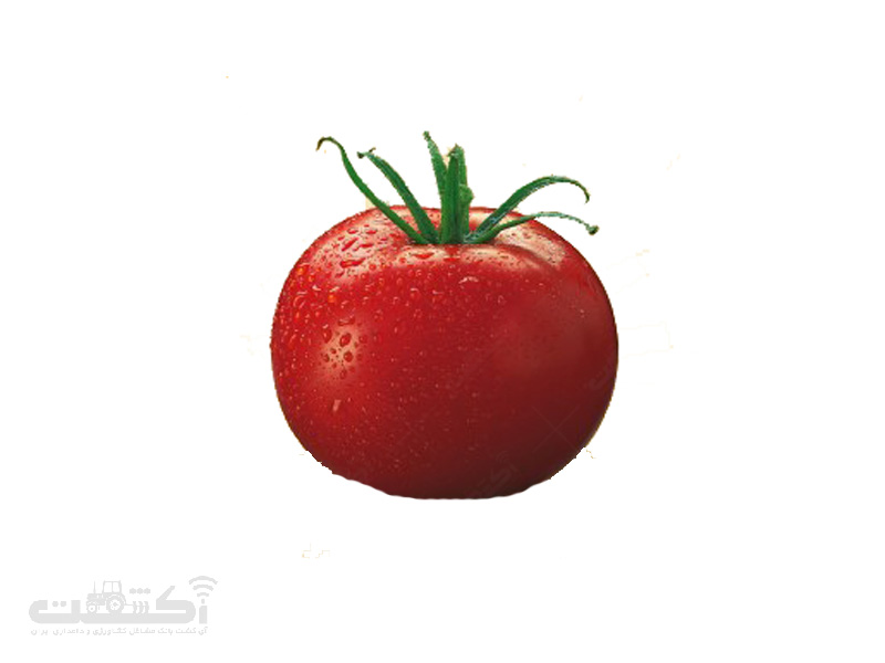 فروش بذر گوجه فرنگی هیبرید رقم سوپر اوربانا