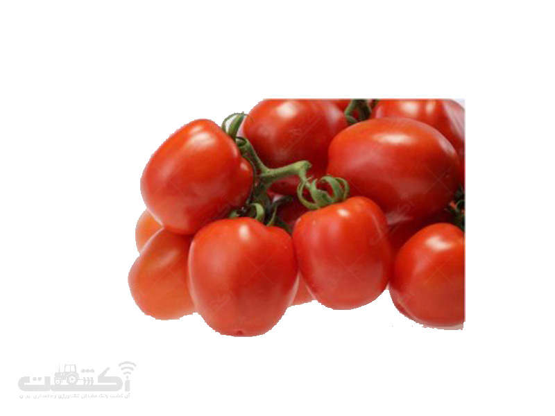 فروش بذر گوجه فرنگی استاندارد رقم سوپر استرین