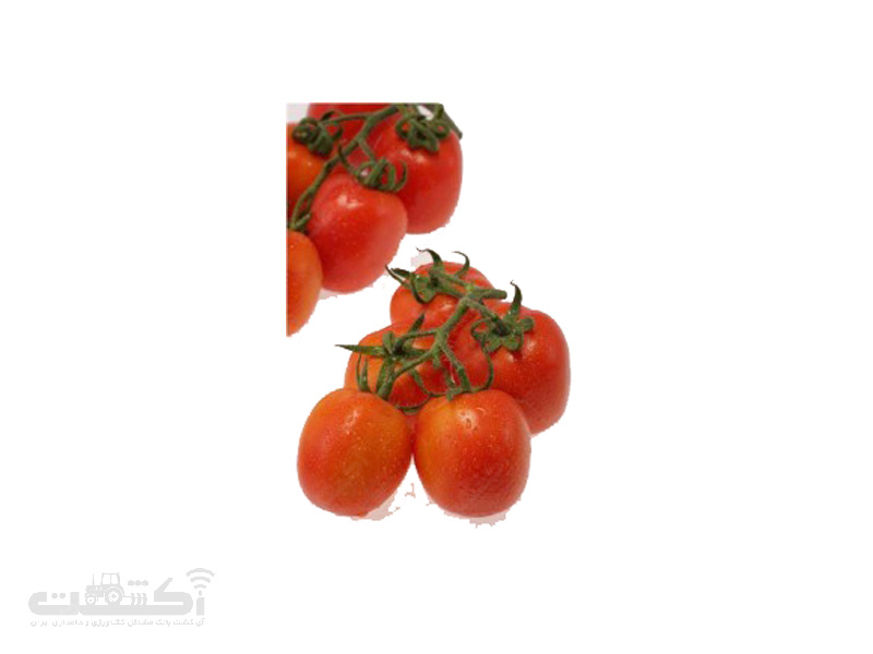 فروش بذر گوجه فرنگی رقم سوپر چف