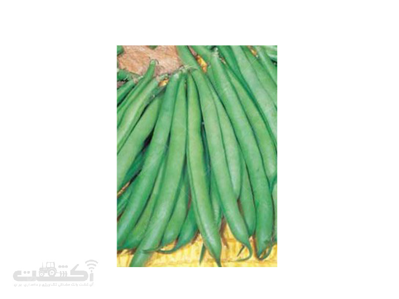 فروش بذر لوبیا سبز رقم SUNRAY