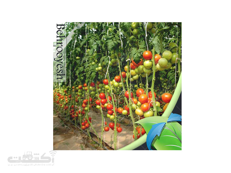 فروش بذر گوجه فرنگی گلخانه ای هیراد