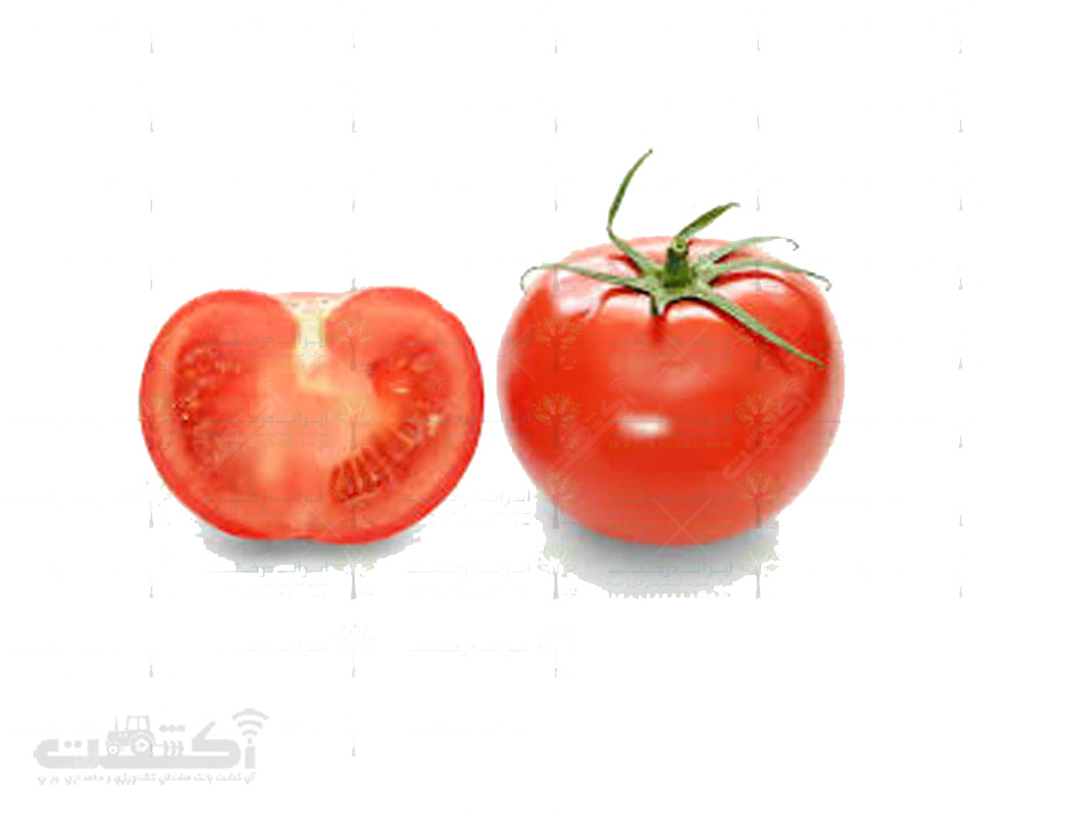 فروش بذر گوجه فرنگی سوپر موبیل