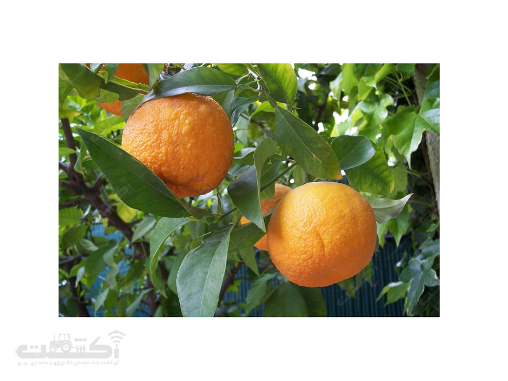 فروش بذر درخت میوه نارنج