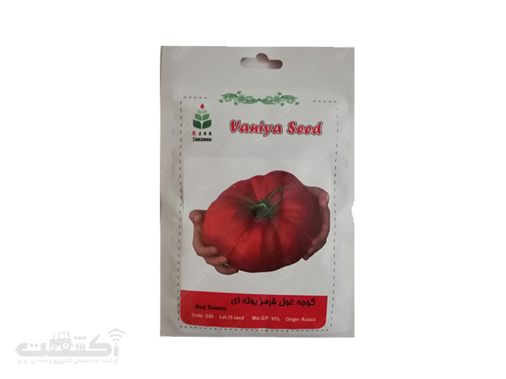 فروش بذر گوجه غول قرمز بوته ای