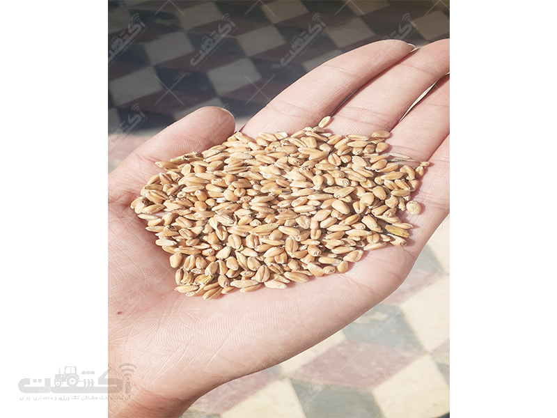 فروش 1800 کیلو گندم پاک‌شده داخل گونی درشهر خنج فارس