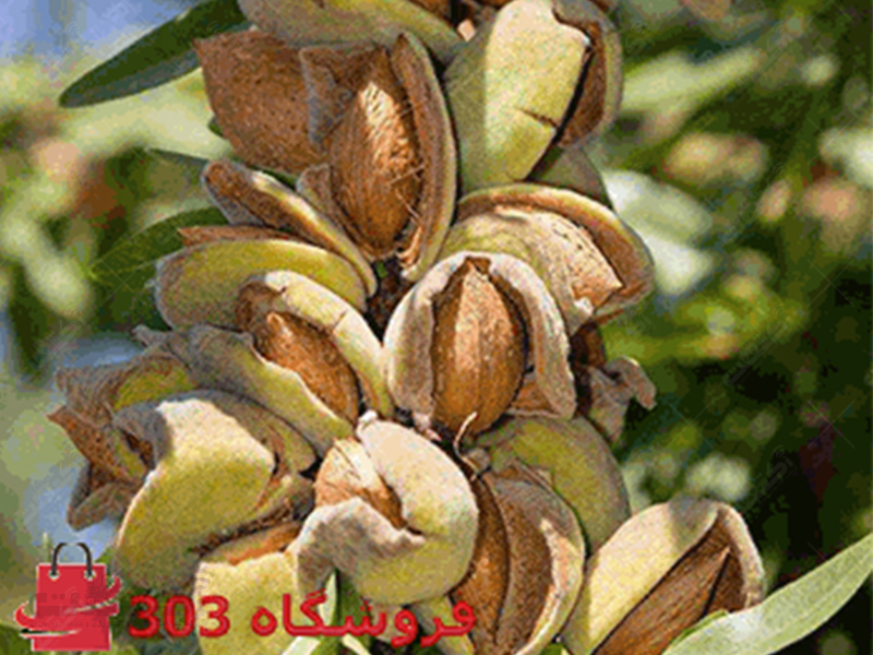 فروش نهال گردو بادام انگور در نهالستان جعفری فروشگاه 303