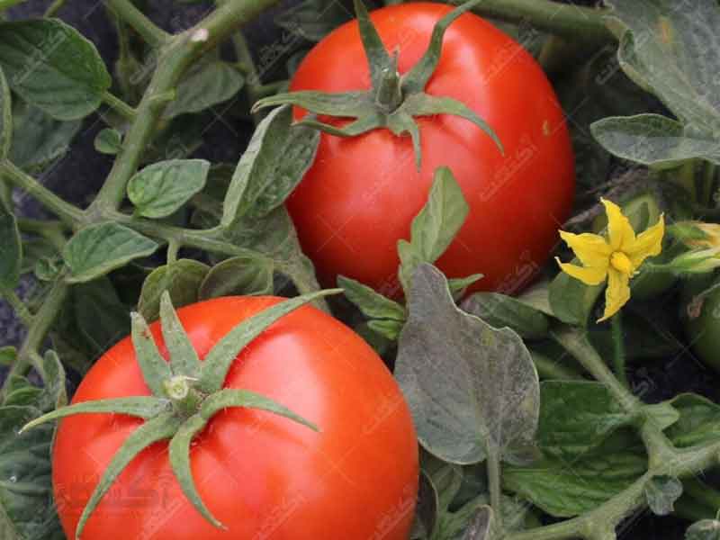 فروش انواع بذر گوجه فرنگی و ملون