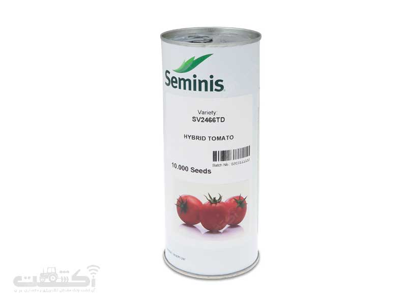 فروش بذر گوجه فرنگی ۲۴۶۶ سیمینس