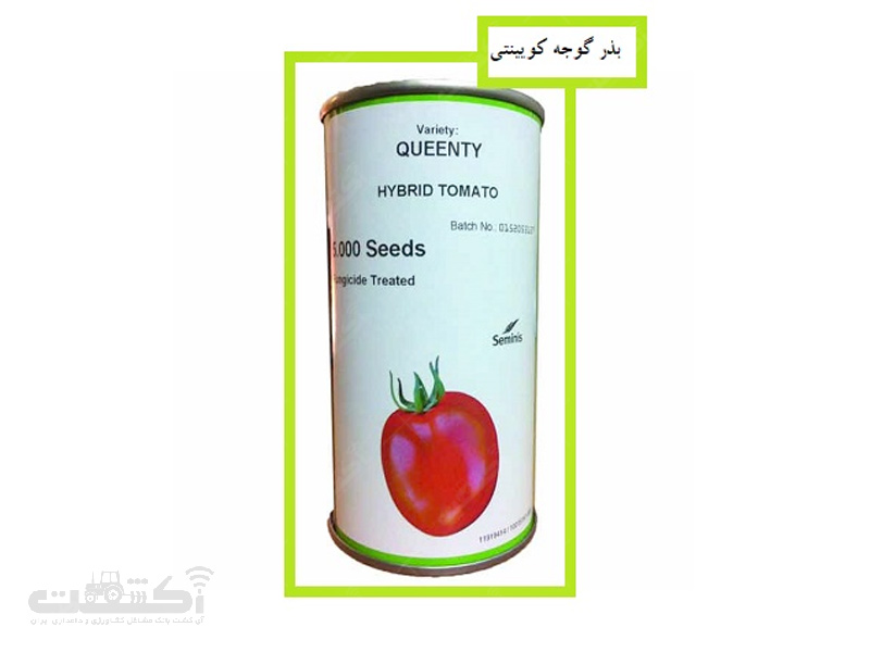 فروش بذر گوجه Queenty Seminis