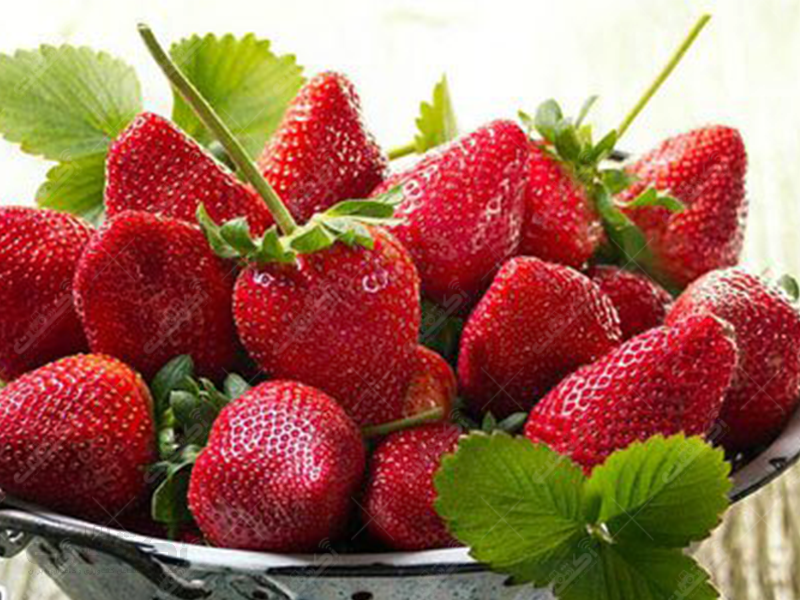 شرکت سبز رویان دژیل تنها تولید کننده ی عمده محصولات مورینگا اولیفرا و تولید کننده اولین محصول سالم توت فرنگی در ایران