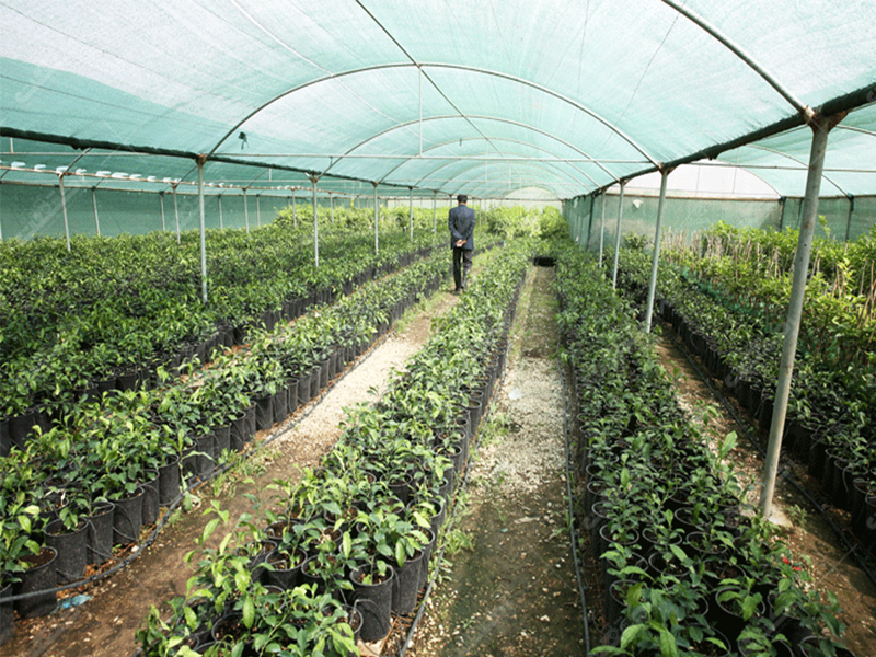 شرکت تعاونی تولیدکنندگان گل و گیاه ستاره سبز چالوس