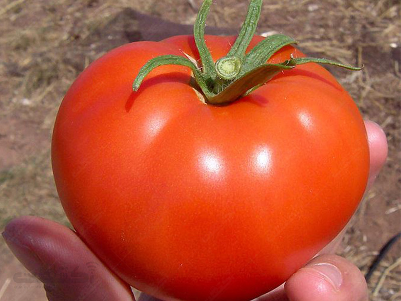 بذر گوجه فرنگی سوپر موبیل