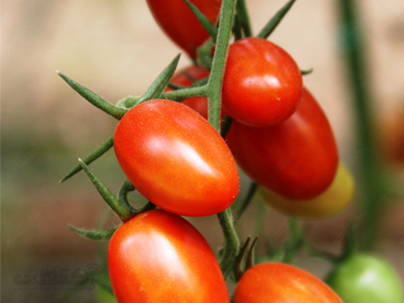 بذر گوجه چری باران