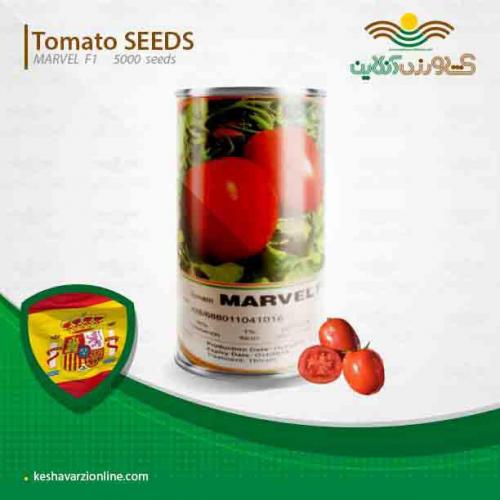 بذر گوجه مارول اسپانیا پربارترین بذر گوجه