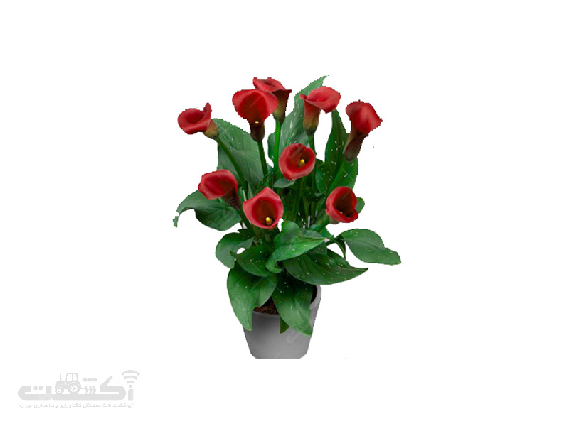 پیاز گل شیپوری هلندی قرمز