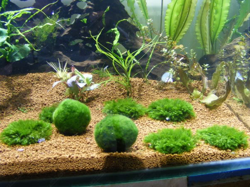 گیاه آبزی و آکواریومی Marimo moss ball
