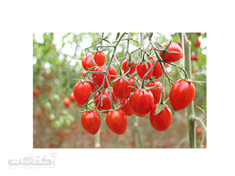 بذر گوجه فرنگی زیتونی