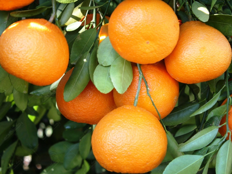 تولید نارنگی کینو