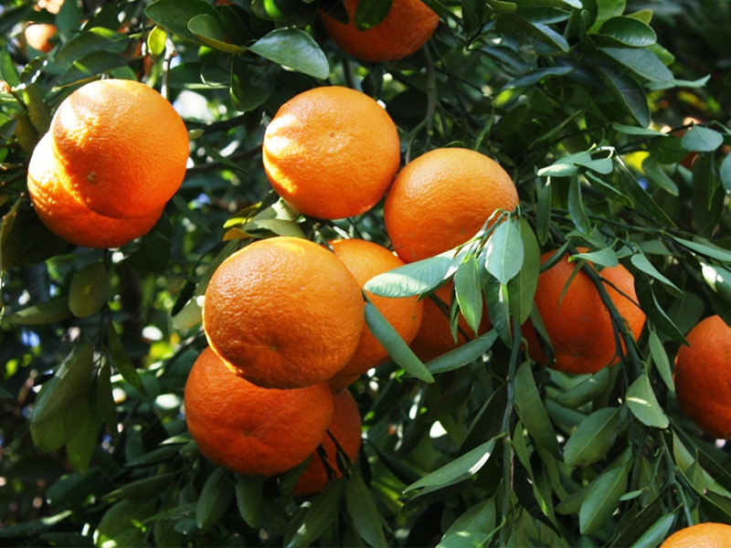 تولید نارنگی کارا