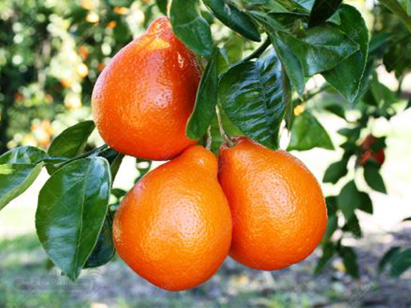 تولید نارنگی مينولاتانجلو
