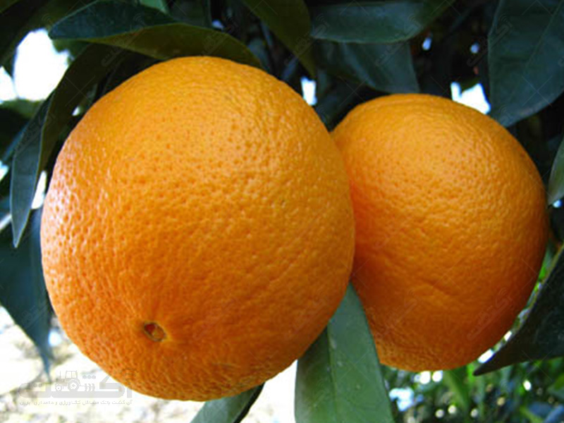 تولید پرتقال واشنگتن ناول