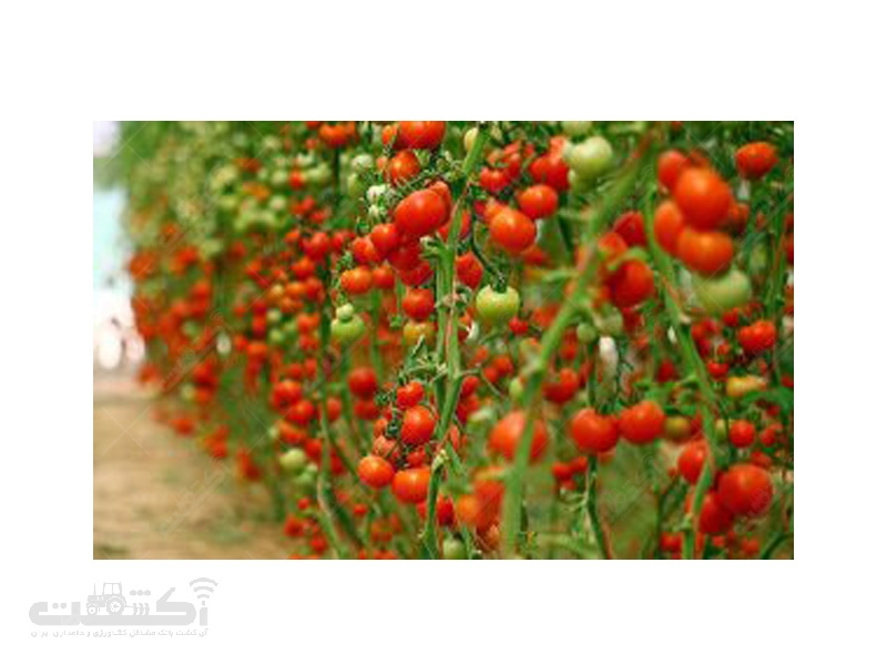 تولید نشا گوجه فرنگی گلخانه ای