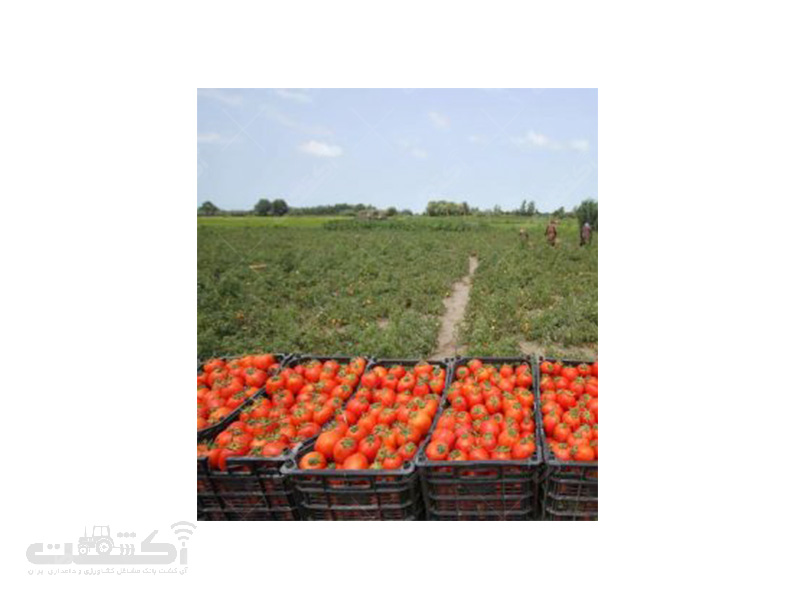 تولید و فروش نشا گوجه فرنگی فضای باز
