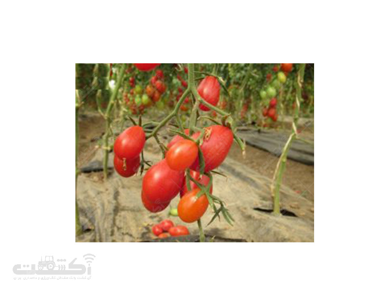 تولید و فروش نشا گوجه زینتی(چری)