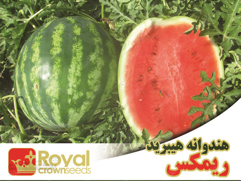 فروش بذر هندوانه هیبرید ریمکس