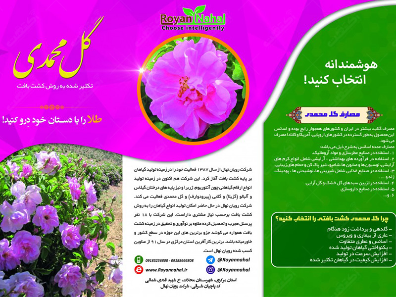 تولید گل و گیاه زینتی گل محمدی